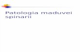 15. Patologia Maduvei Spinarii