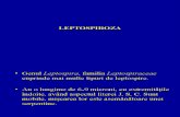 _CURS-Leptospiroza, Antrax 2