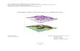 Proiect Modelarea Digitala a Terenului