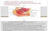 Organele genitale(marandici).pptx