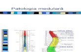 Patologia Medulara 1