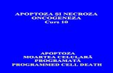 Curs Nr. 10 Apoptoza Necroza Si Oncogeneza