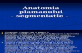 158797130 LP Anatomia Plamanului