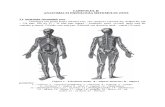 anatomie osteoporoza