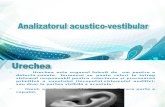 Analizatorul Acustico-Vestibular_Dănilă Alina