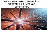 Anatomia Funcțională a Sistemului Nervos Vegetativ
