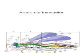 3. Anatomia Insectelor 1 (1)