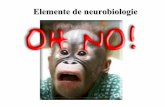 C2_Elemente de Neurobiologie