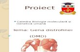 Dmd Proiect123