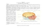 Anatomia Topografica a Regiunii Cerebrale a Capului