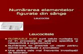 Numărarea Elementelor Figurate Din Sânge Leucocite