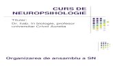 Curs Neuropsihologie 2008 2009 (1)
