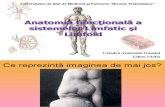 Anatomia Sistemului limfoid 2013.pptx