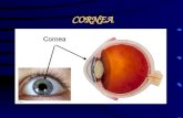 cornea human