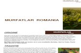 Prezentare Murfatlar Romania
