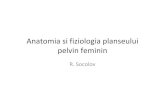 Anatomia Si Fiziologia Planseului Pelvin Feminin