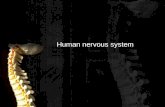 Curs 14. Sistemul Nervos Central