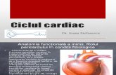 Fiziologie - ciclul cardiac