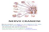 Nervii Cranieni Curs MG II