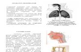 curs5 Anatomia omului.ppt