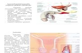 curs6 Anatomia omului.ppt