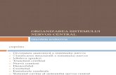 Organizarea Sistemului Nervos Central
