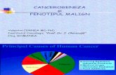 Cancerogeneza_fenotip cu2