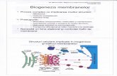 Biogeneza Si Traficul Intracelular Al Membranelor Powerpoint