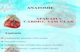 Anatomia Aparatului Cardio-Vascular