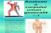 Anatomia Corpului Unan