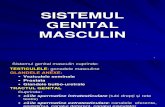 Sistemul Genital Masculin