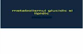 15466705 Curs Biochimie Metabolismul Glucidic Si Lipidic