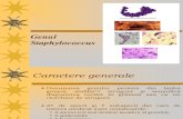 Curs 7 - Genul Staphylococcus