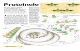 Proteinele - info