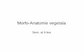 Morfo-Anatomie vegetala