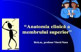 “Anatomia clinică a membrului superior”