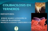 Colibacilosis en terneros