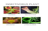 Insectivorus plant