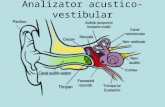 analizator acustico-vestibular
