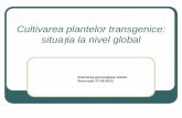 Cultivarea plantelor transgenice: situația la nivel global