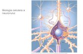 Biologia celulara a neuronului