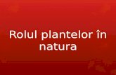 Rolul plantelor in natura