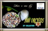 1000   ORCHID   FLOWERS   ORHIDEA  VIRÁG