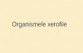 Grupa 1   organismele xerofile - grupa 1