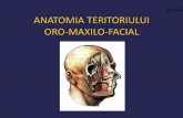 Anatomie oro-maxilo-facială