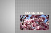 Magnolia (1)