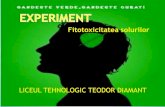 Experiment-Fitotoxicitatea solurilor