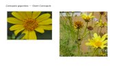 Coreopsis gigantea   web show