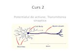 Curs 2 -  · PDF fileCurs 2 Potentialul de actiune. Transmiterea sinaptica . Fiziologia celulara a neuronului 1. Potentialul de repaus 2. Potentialul de actiune 3