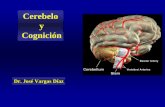 Cerebelo y Cognición - sld.cu · PDF fileAferencias y Eferencias cerebelosas: